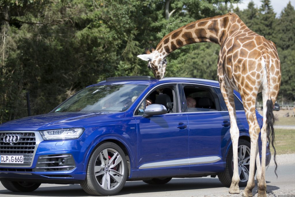 Serengeti-Safari-Park